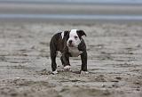 BOULEDOGUE AMERICAIN 243